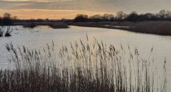 reeds and water at sunset