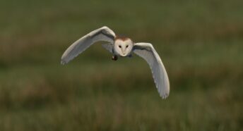 barn owl flying