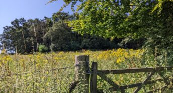 wooden farm gate leading to meadow full of wildflowers