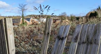 an overgrown derelict site
