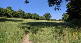 lush green fields and a row of trees under a sunny blue sky