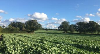 beautiful landscape with lush green crop growing in field with hedgerow alongside and trees in the distance