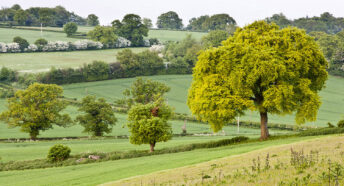 beautiful green fields and hills in early springtime
