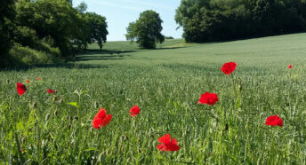 bright red wild poppies in bloom against a lush green crop with hedgerows and trees in the background