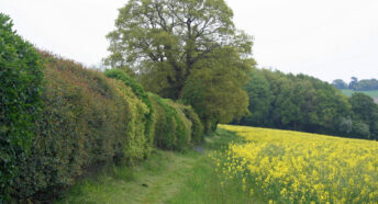 lush green mixed species hedgerow