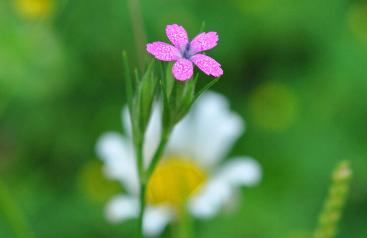 Deptford Pink flower