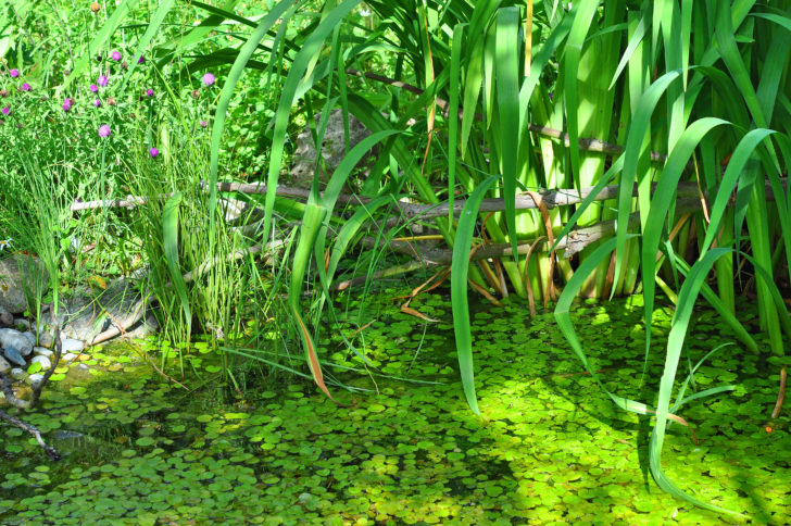 A wildlife pond