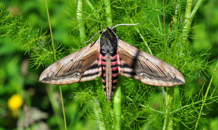 A privet hawk moth on a plant