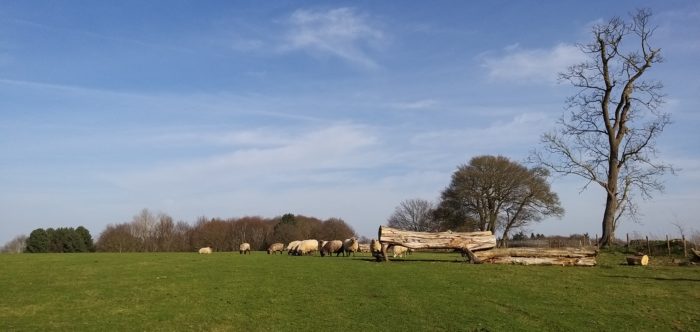 Open farmland during winter with sheep, trees and shrubs in the distance