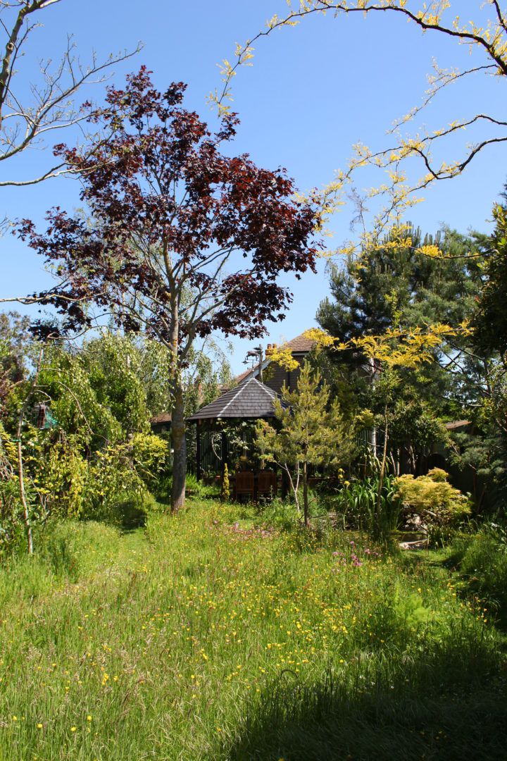 A wildlife garden