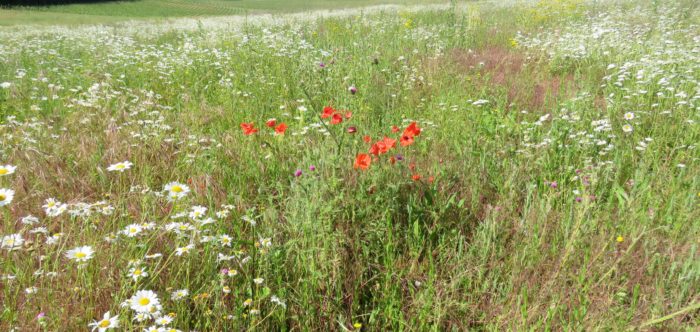 Rich meadow grassland at Maidstone with poppies and oxeye daisies