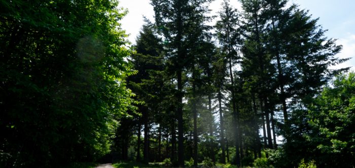 Mixed woodland in Ashford