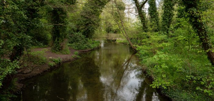 Stream at Sevenoaks with dense, lush vegetation and trees either side