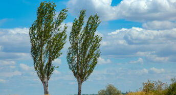 Native Black Poplar trees