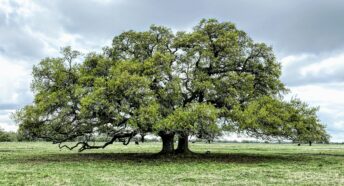 Old oak tree in a field